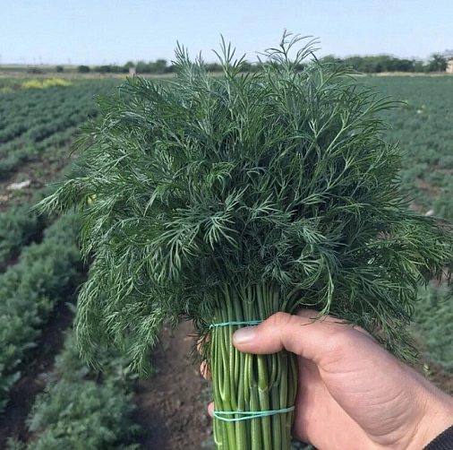 Koper — aromat świeżości na Twoim talerzu